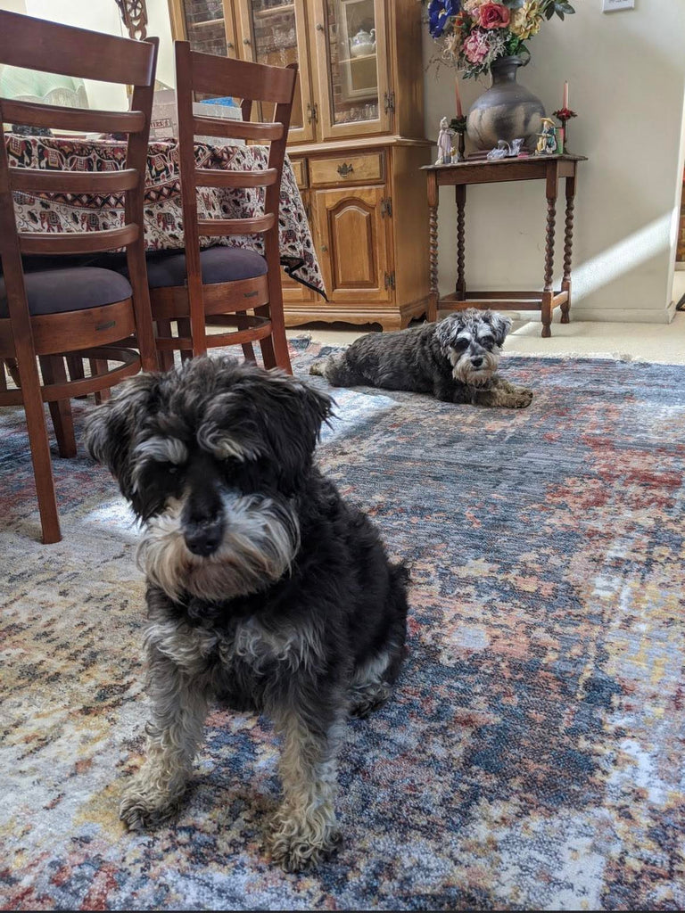 What Rugs are Good for Pets?