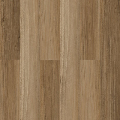 Northern Blackbutt
