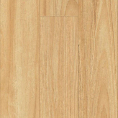 Blackbutt
