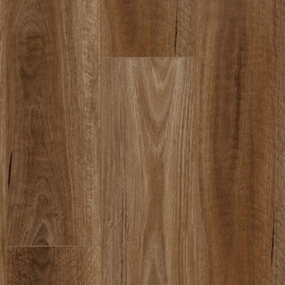 Spotted Gum