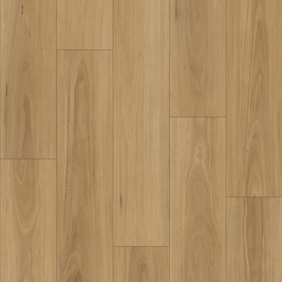 Pacific Blackbutt