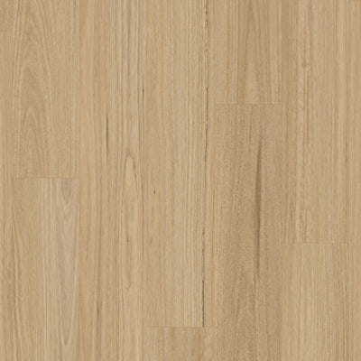 New England Blackbutt