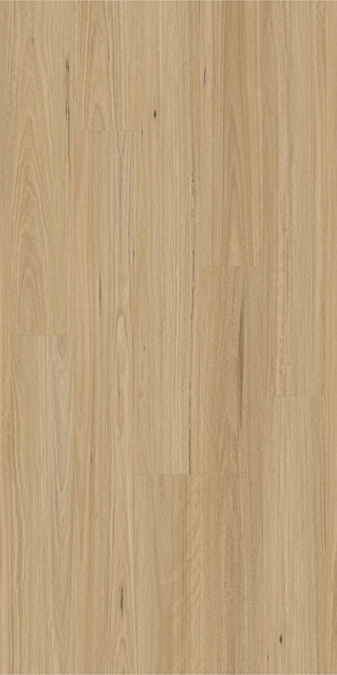 Swish Laminate New England Blackbutt swatch - golden mid-tone blackbutt decor in 12mm laminate flooring