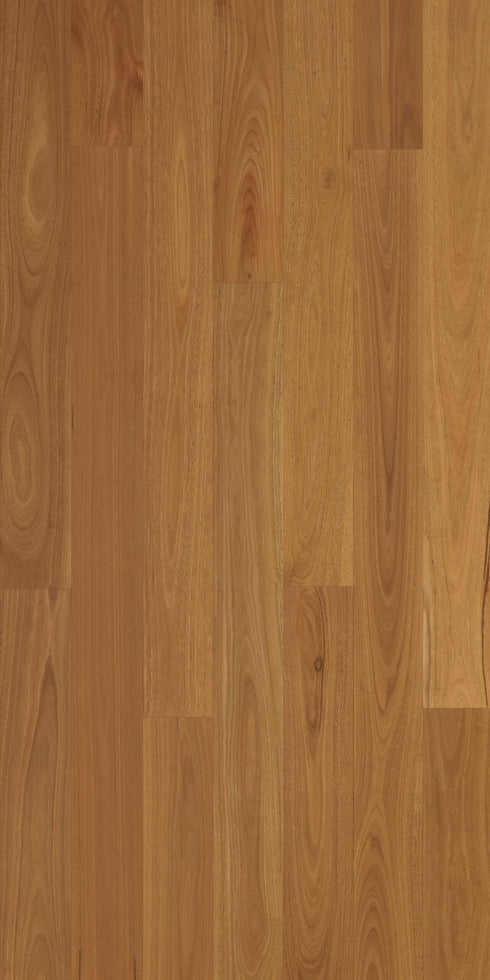 Swish Native Hardwood Spotted Gum Select low feature grade deep caramel Australian hardwood flooring swatch