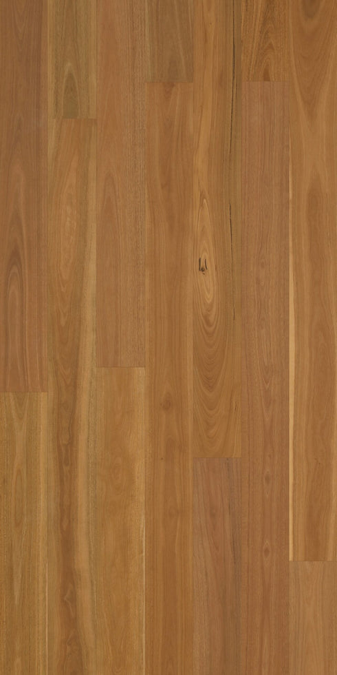 Swish Native Hardwood Spotted Gum Neat clean ABC grade warm caramel Australian hardwood flooring swatch