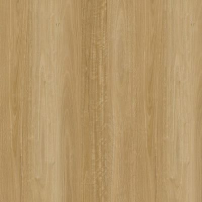 Prime Blackbutt