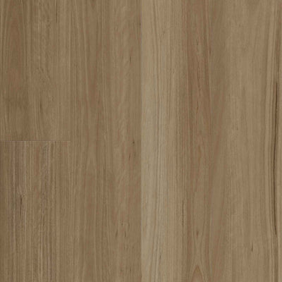 New England Blackbutt