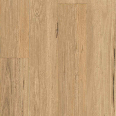 Coastal Blackbutt