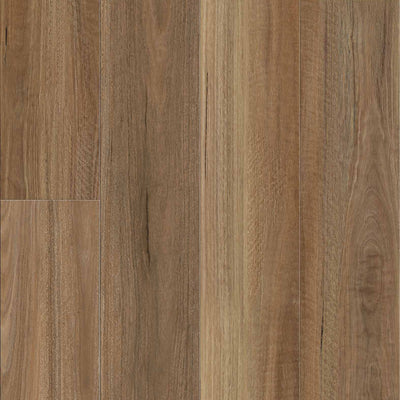 Northern Spotted Gum