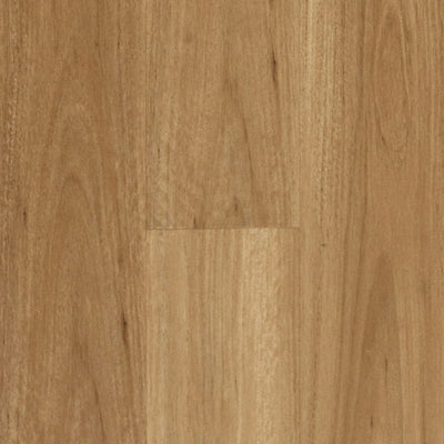 Blackbutt