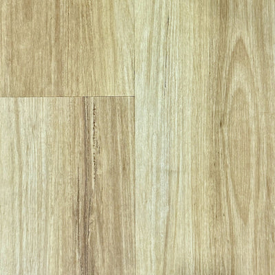 Blackbutt