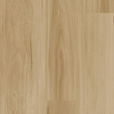 Blackbutt