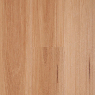 Blackbutt