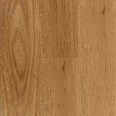 Coastal Blackbutt