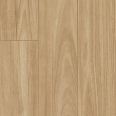 Blackbutt
