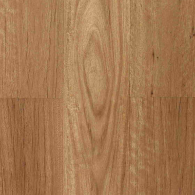 New England Blackbutt