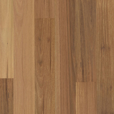 Blackbutt