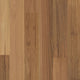 Blackbutt