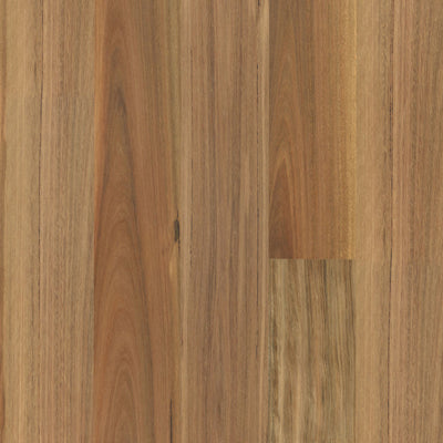 Blackbutt
