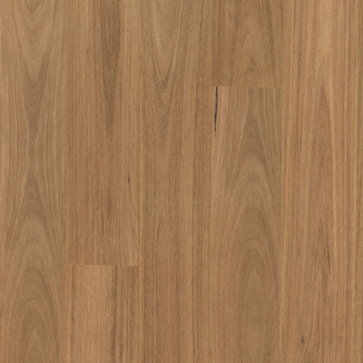 Spotted Gum