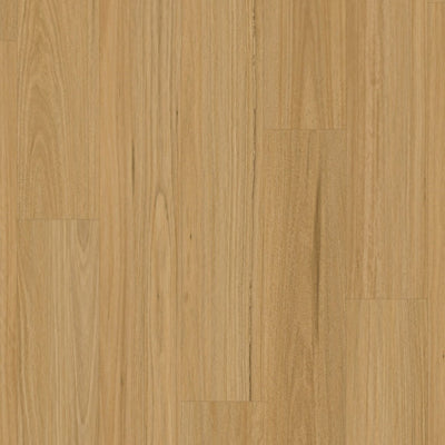 Blackbutt Light