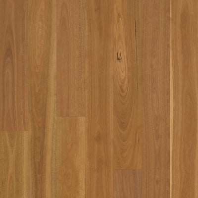 Spotted Gum Neat