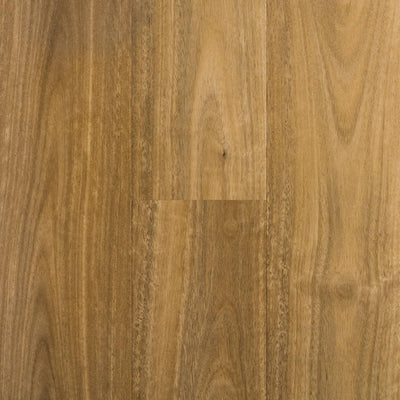 Spotted Gum