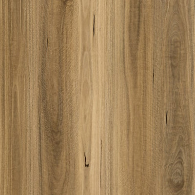 Spotted Gum