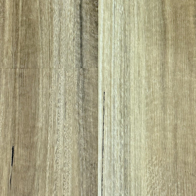 Spotted Gum