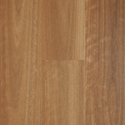 Spotted Gum