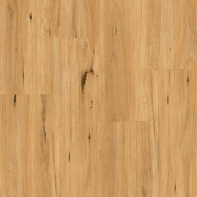Coastal Blackbutt